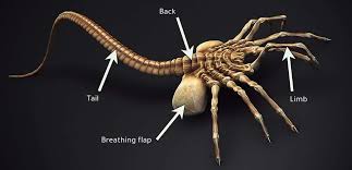 Maybe you would like to learn more about one of these? Facehugger Free Crochet Pattern Free La Griffe De Ghexia