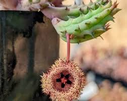 Image result for Orbea dummeri