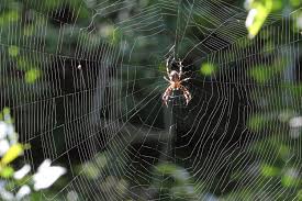 Ihren namen hat die spinne dem kreuz auf dem rücken zu verdanken. Wenn Es Im Garten Spinnt Naturschutz Ch