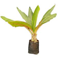 Image result for Musa ornata