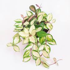 Check spelling or type a new query. Plant Profiles Hoya Carnosa Wax Plant Stamen Stem