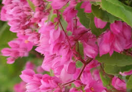 Image result for Streptocarpus leptopus