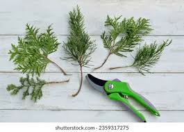 Image result for cuttings thujas