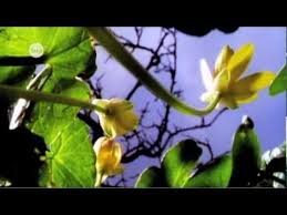 Pin By Emily Elkins On School Stuff Biology Plants Biology Lessons Biology