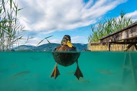 Der wörthersee im süden von österreich ist mit seinen 19,39 km² der größte badesee in kärnten und begeistert zu jeder jahreszeit zahlreiche besucher. Ms Photo Worthersee In Karnten Osterreich Geo