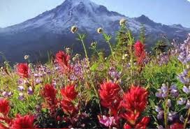 Rocky mountain national park destination experts. Rocky Mountain Spring Flower Scenery Hgmielke Photography Landscapes Nature Canyons Mesas Artpal