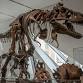 Dinovember Party event image