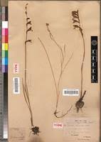 Image result for Gladiolus unguiculatus