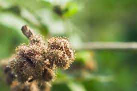 Image result for Urena