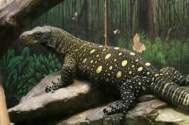 Crocodile Monitor Lizard By Charlie Doggett Monitor Lizard Reptiles Pet Lizard