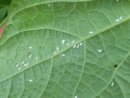 Dilakukan dengan cara daun sebanyak 500 g dicuci bersih. Terbukti 3 Teknik Dan Cara Pengendalian Kutu Kebul Secara Efektif Dan Efisien