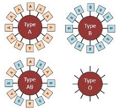 The result of prokaryotic reproduction is two daughter cells that are genetically identical to the parent cell and to each other. Nnhsbiology Codominant Traits And Practice