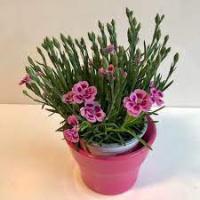 Dianthus Pink Kisses Plant Care Water Sunlight And Nutrients