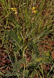 Image result for Senna italica