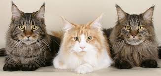 Uzun Tuylu Kedi Turleri Juen Pet Market Blog