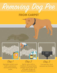 What kills dog urine odor? Best Product To Get Dog Urine Out Of Carpet Online