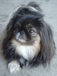 Black And White Pekingese Puppies The Pekingese S Flat Face And Large Eyes Are Some Of The Breeds Most Obvious Characteristics You Can Find More D Pekingese Dogs Pekingese Pekingese Puppies