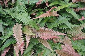 Image result for Blechnum attenuatum