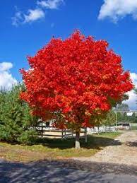 October Glory Red Maple Tree Red Maple Tree Landscaping Fast Growing Trees Red Maple Tree