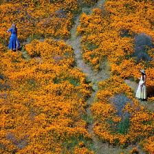 Lots of cars lined up to get in when we left at 2:45 pm. Lake Elsinore Walker Canyon Super Bloom Shut Down Instagram Effect On Lake Elsinore Super Bloom