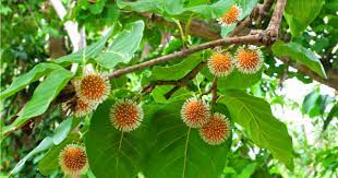 Ciri Ciri Pohon Kenari Bangkal Nauclea Orientalis Di Alam Liar Ciriciripohon Com