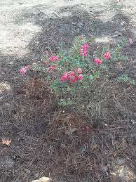 Buy Cherry Dazzle Crape Myrtle