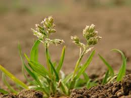 Image result for Poa binata