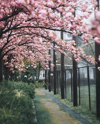 Sakura V Kioto In 2020 Instagram Instagram Photo Photo