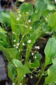 Image result for Alisma plantago-aquatica