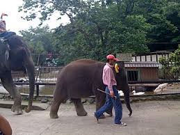 ■高滝駅より無料送迎予約 小湊鐵道 高滝駅から市原ぞうの国＆サユリワールドへの無料送迎バスになります。 経路：高滝駅→サユリワールド→市原ぞうの国 千葉県市原市山小川937. å¸‚åŽŸãžã†ã®å›½ Wikiwand