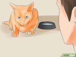 How To Know If Your Cat Is Dying 15 Steps With Pictures