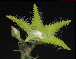 Image result for Orbea dummeri