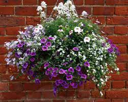 Maybe you would like to learn more about one of these? Spring Is The Time To Create A Wonderful Hanging Basket Display Here S How To Do It Buy Trees Shrubs Perennials Annuals House Plants Statues And Furniture