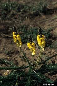 Image result for Senna didymobotrya