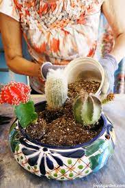 Removing offshoots from the mother plant helps. My Secret Weapon For Planting A Cactus Dish Garden
