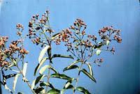 Image result for Galpinia transvaalica