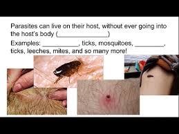 As we describe, many of these microorganisms are harmless and in some cases provide vital functions that the human genome has not evolved. 5 Types Of Symbiotic Relationships Parasitism Commensalism Flashcards Quizlet