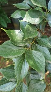 Image result for Afrocanthium ngonii
