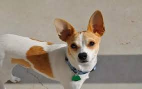 Searching the internet for information on chihuahua jack russell terrier mix puppies for sale is one of the best ways to find the right breeders, whether you are looking for purebred or mixed breed dogs. All About Jack Russell Chihuahua Mix Jack Chi Behavior Training Puppy Price Health Facts