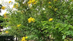 Image result for Senna floribunda