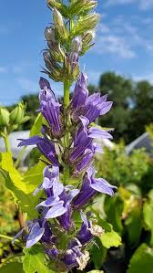 Image result for Lobelia inconspicua