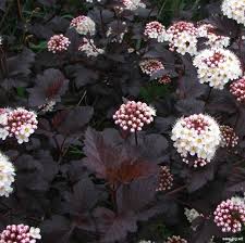 Physocarpus Opulifolius Diabolo Diablo Ninebark Check out our diablo ninebark selection for the very best in unique or custom, handmade pieces from our shops.