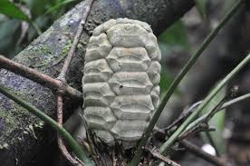 Image result for Stangeriaceae