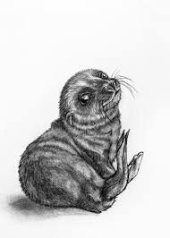 Original Pencil Drawing Baby Seal 25 Etsy Drawings Daily Drawing Pencil Drawings
