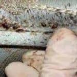 What can we help you with? Oklahoma City Pest Control Armor Shield Bed Bug Experts