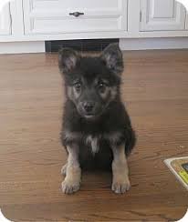 German shepherd puppies are also vulnerable to haemophilia. West Milford Nj Norwegian Elkhound German Shepherd Dog Mix Meet Maisie 11 Wks A Puppy For Adoptio Norwegian Elkhound Shepherd Dog Mix German Shepherd Dogs