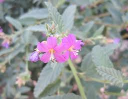 Image result for Glyphaea tomentosa