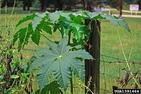 Image result for Ricinus communis