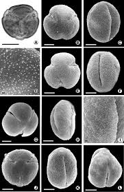 Image result for Bonamia spectabilis