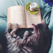 kitap kahve kedi kedi kitap kahve